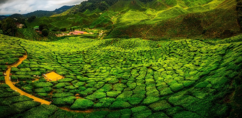 Panorama View at Tea Plantation