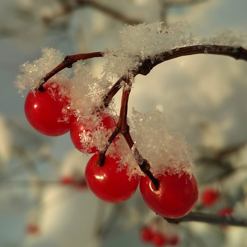 Photograph by Елена Павлова