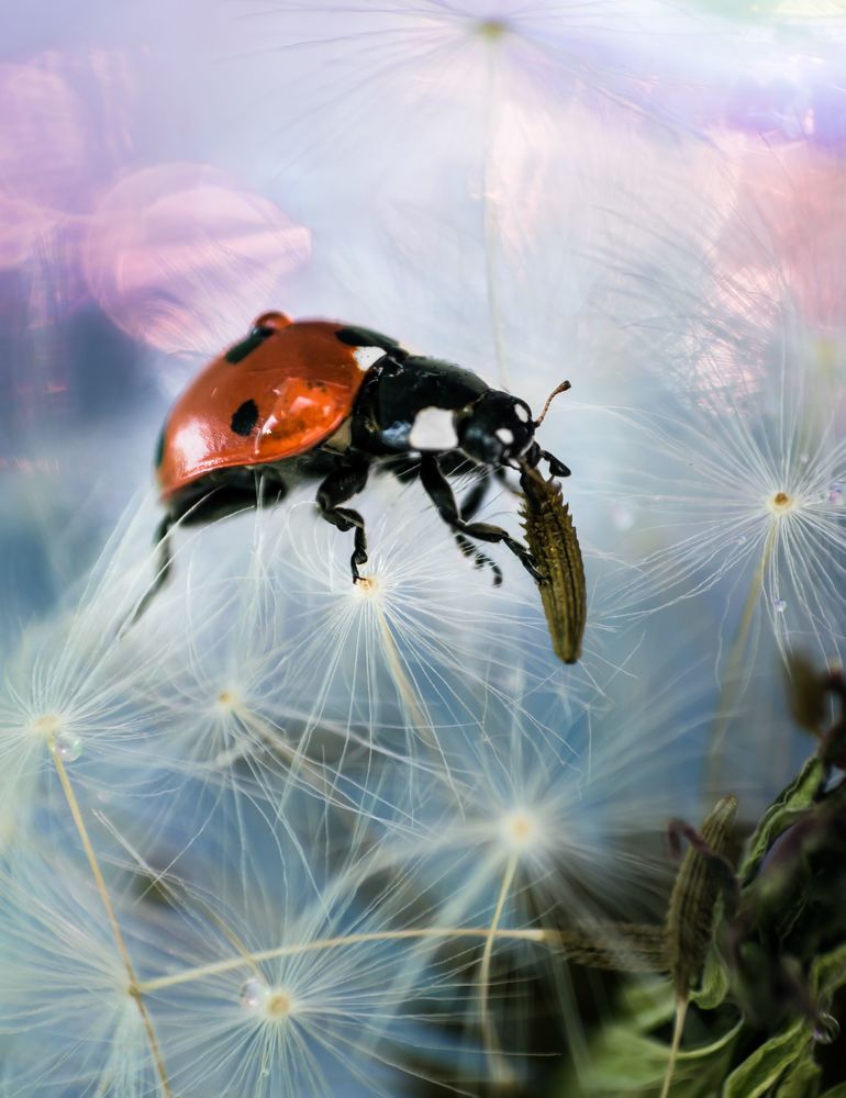 Невесомость