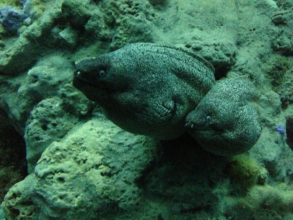 Photograph by Юлия Давшан