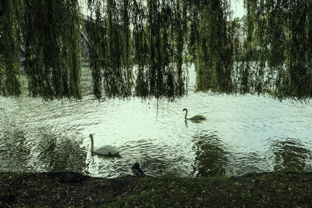 Photograph by YURI GARNAGA