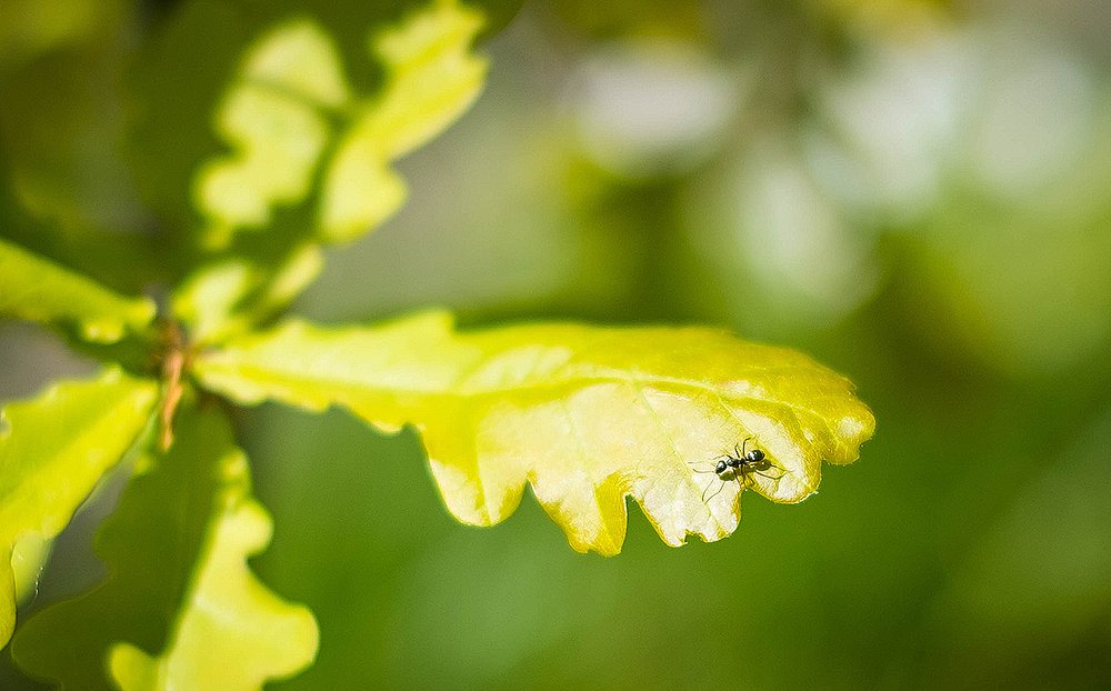 Путешествие муравья