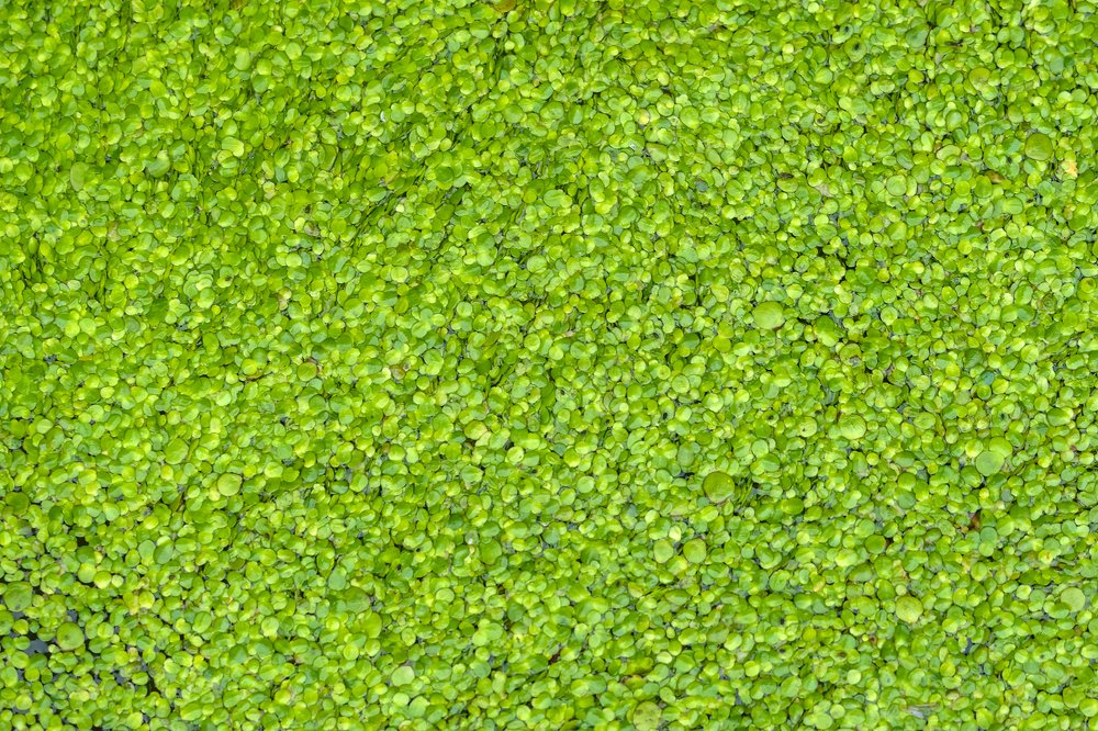 Photograph by Александр Абросимов