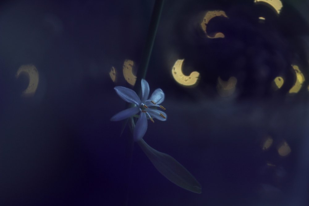 Фотография автора Дарина