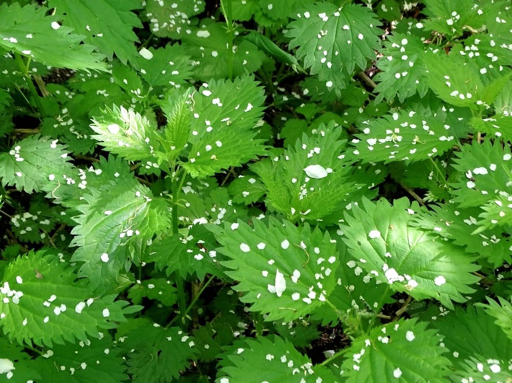 Май. Крапива под черемухой...