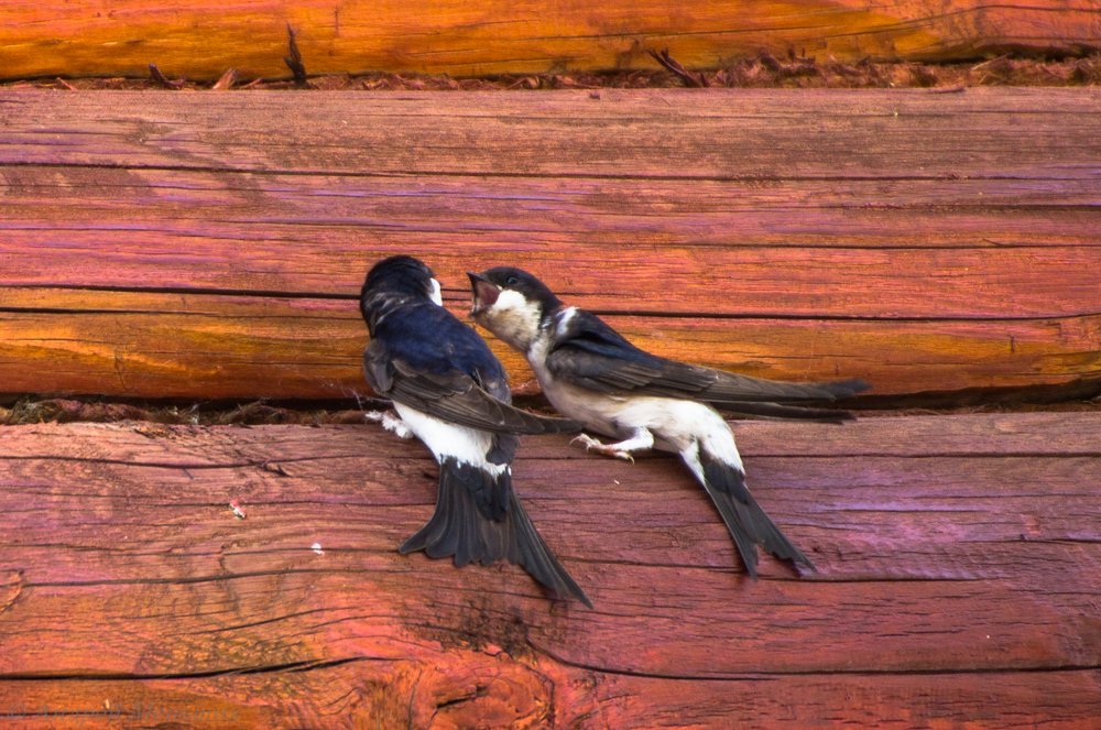 Фотография автора Андрей Меньших