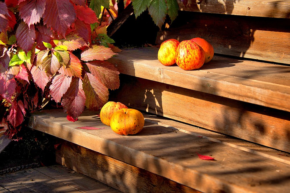 Осень с яблоками