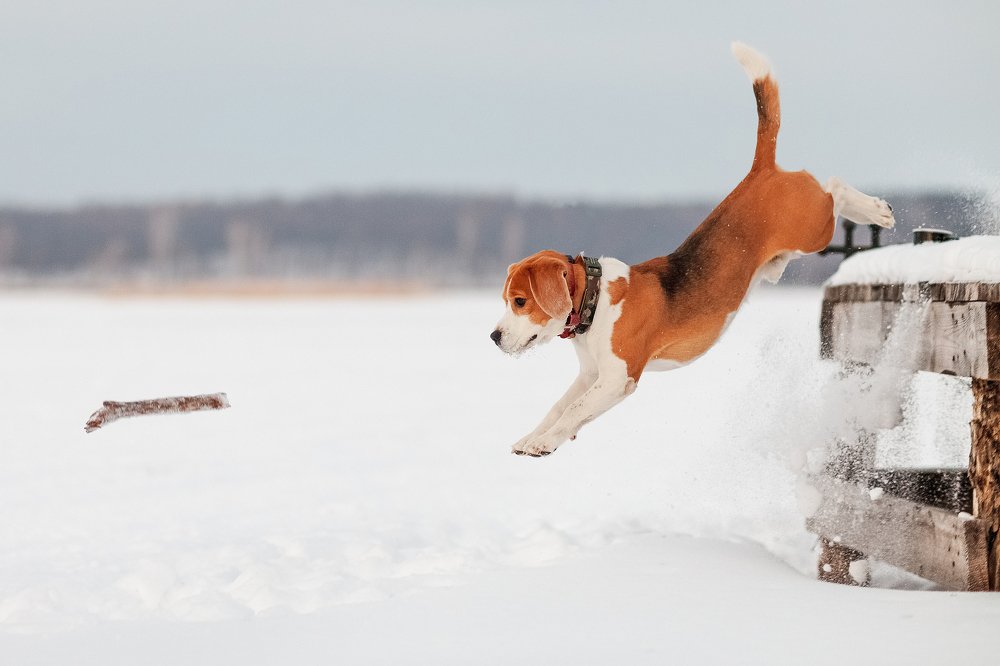 Photograph by Александр Нифанин