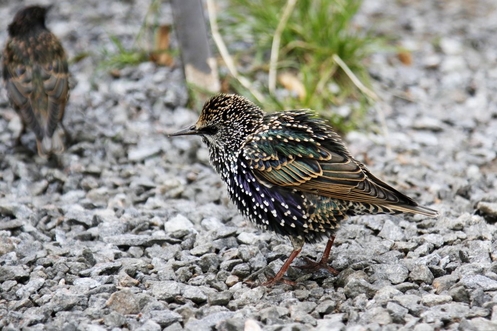 Photograph by Ольга Корчагина