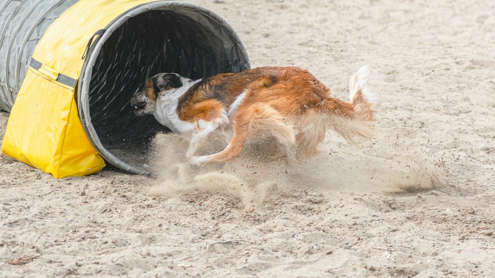 И только пыль из-под копыт...