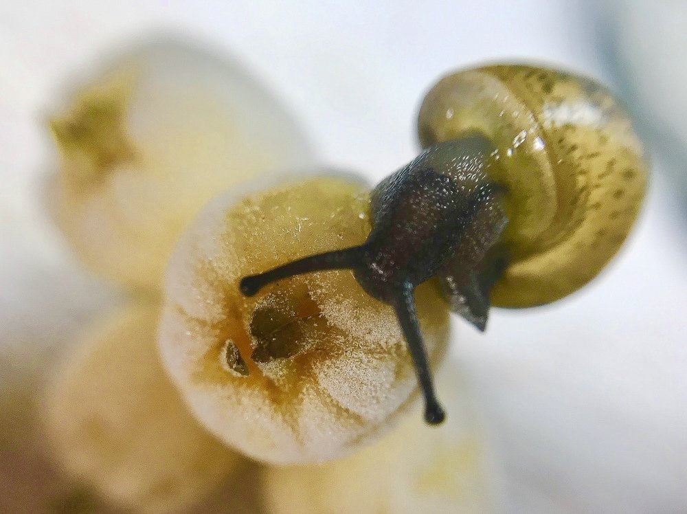 Macro photo
