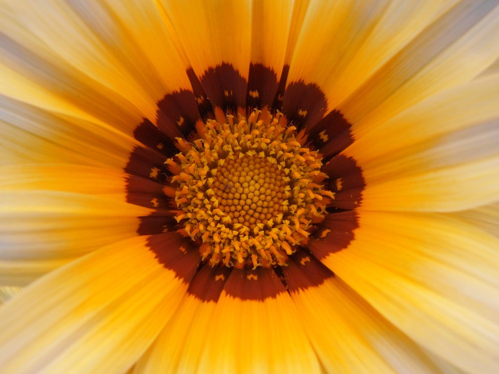 Colorful Gazania