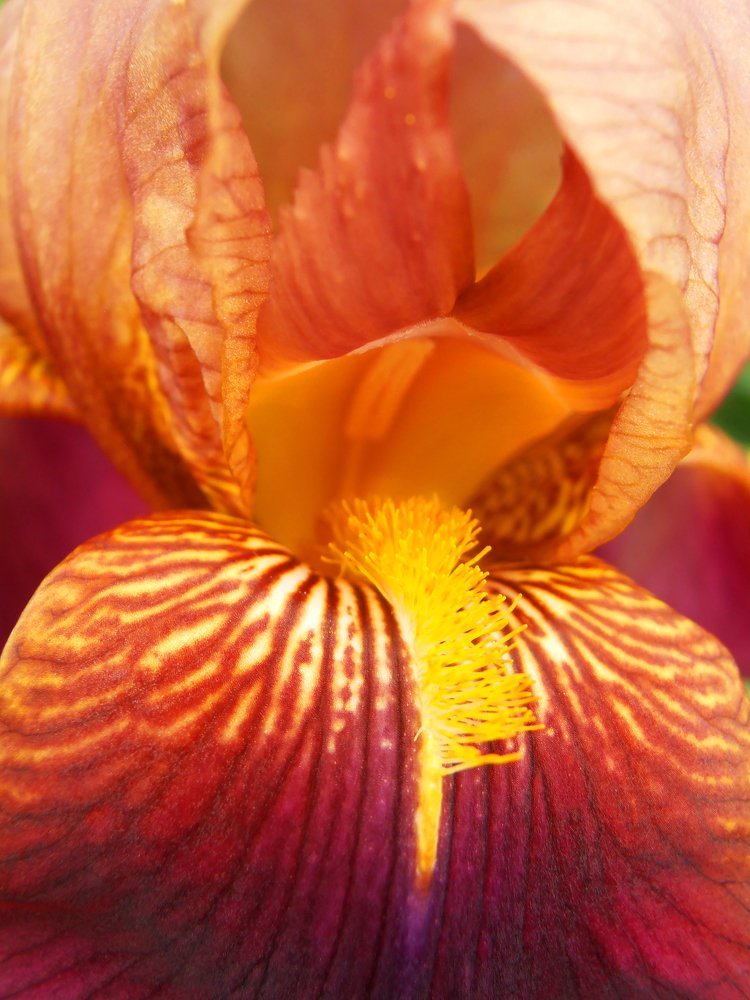Colorful Iris