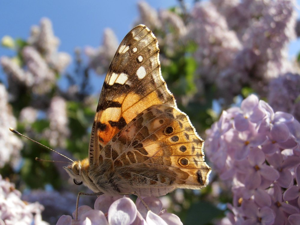 Butterfly On Lilac