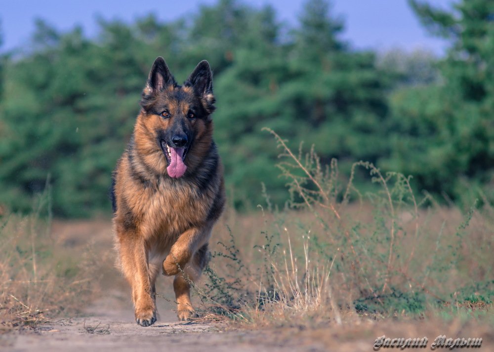 Photograph by Василий Малыш