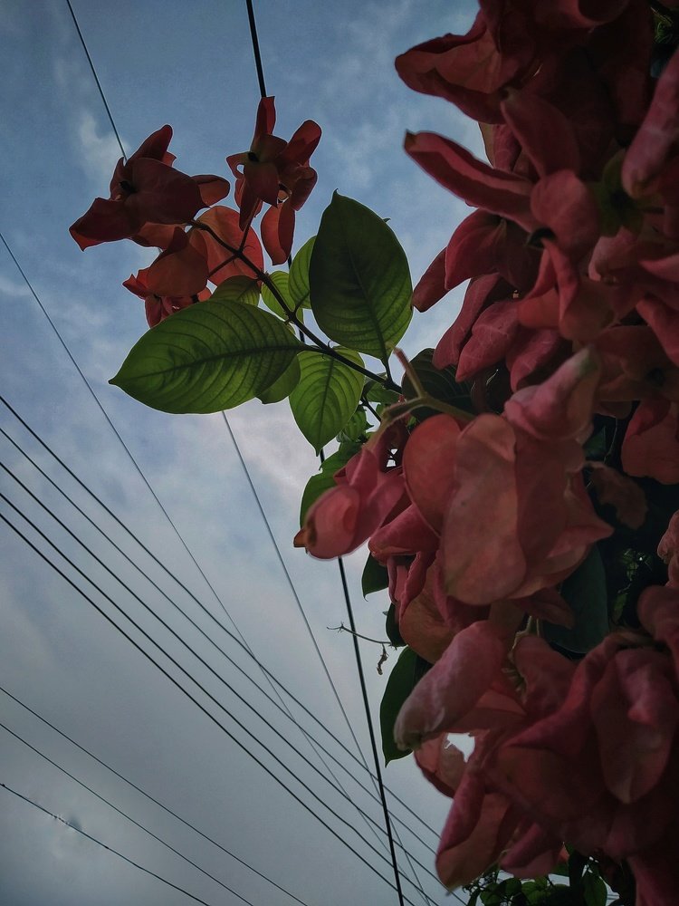 Photograph by Moshiour Rahman Prottoy