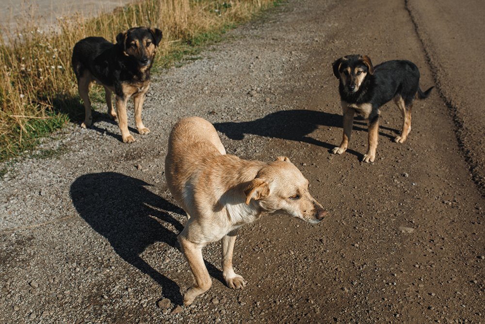 Фотография автора Тема Цезарь