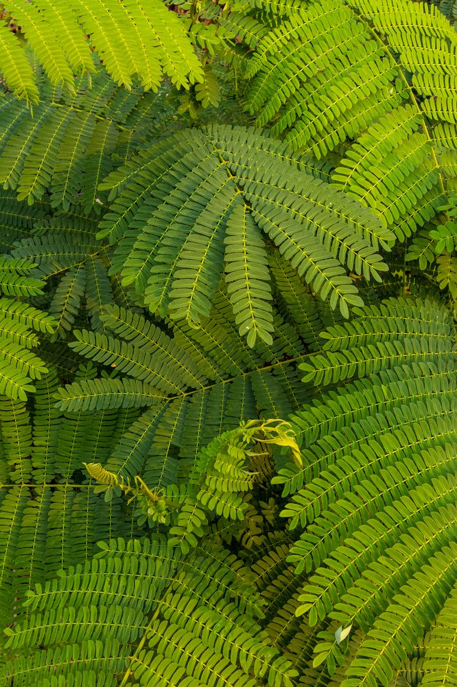 Photograph by Prianto Agus