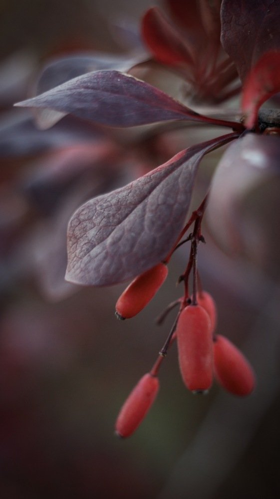 Плоды барбариса