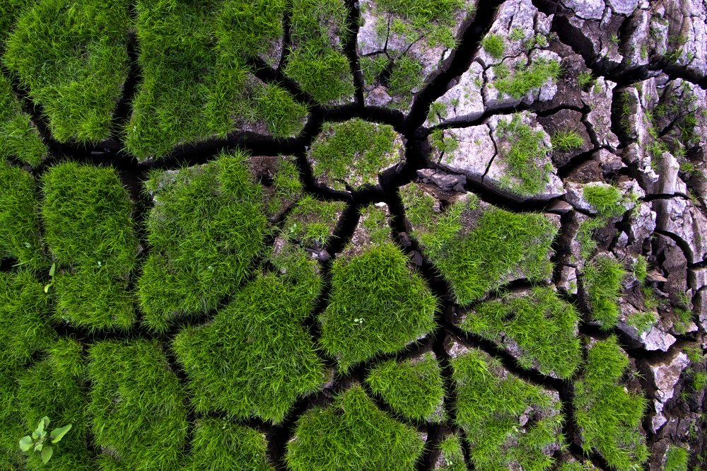 Green grass grows in cracked soil