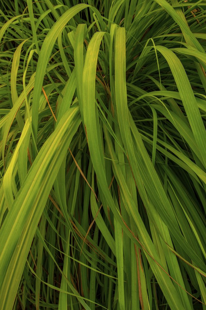 Photograph by Prianto Agus