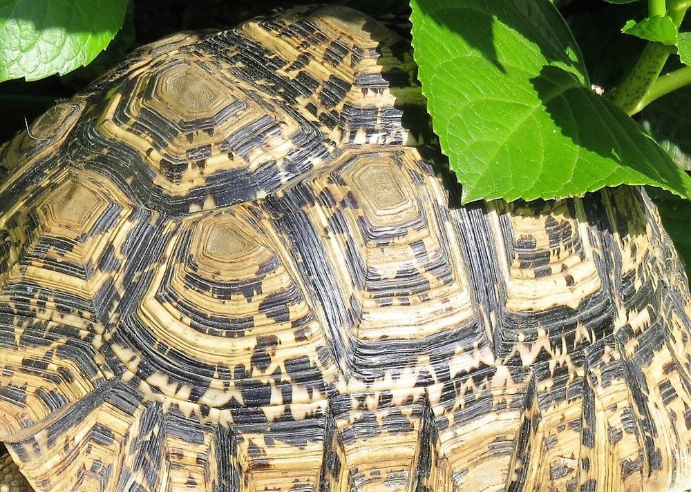 Photograph by Isabel Moreira