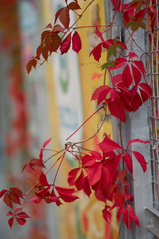Фотография автора Александр Медведев