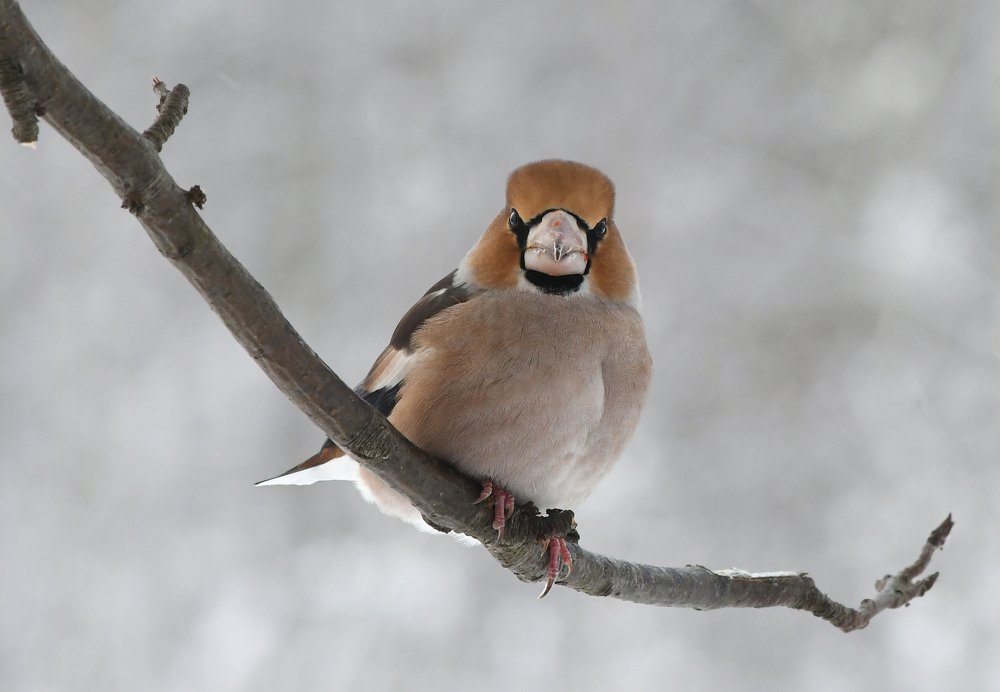 Дубонос на фоне зимнего леса..