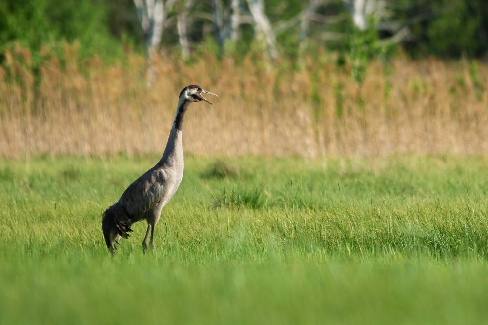 Photograph by Алексей Литвак
