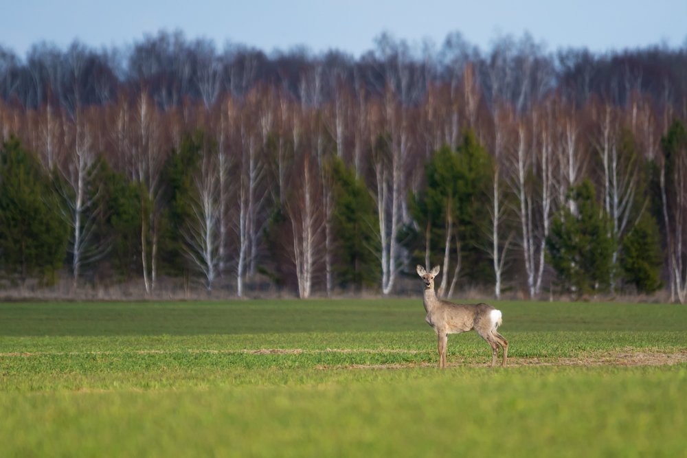 Photograph by Алексей Литвак