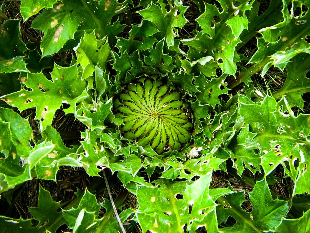 Photograph by Anelly Kremenska