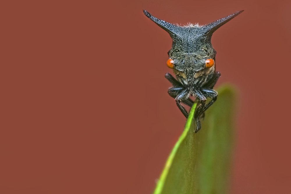 Фотография автора NeCoTi ChonTin