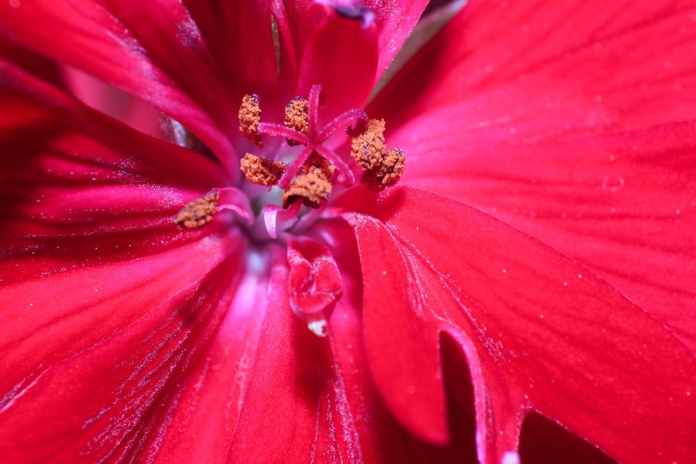 Photograph by Anelly Kremenska