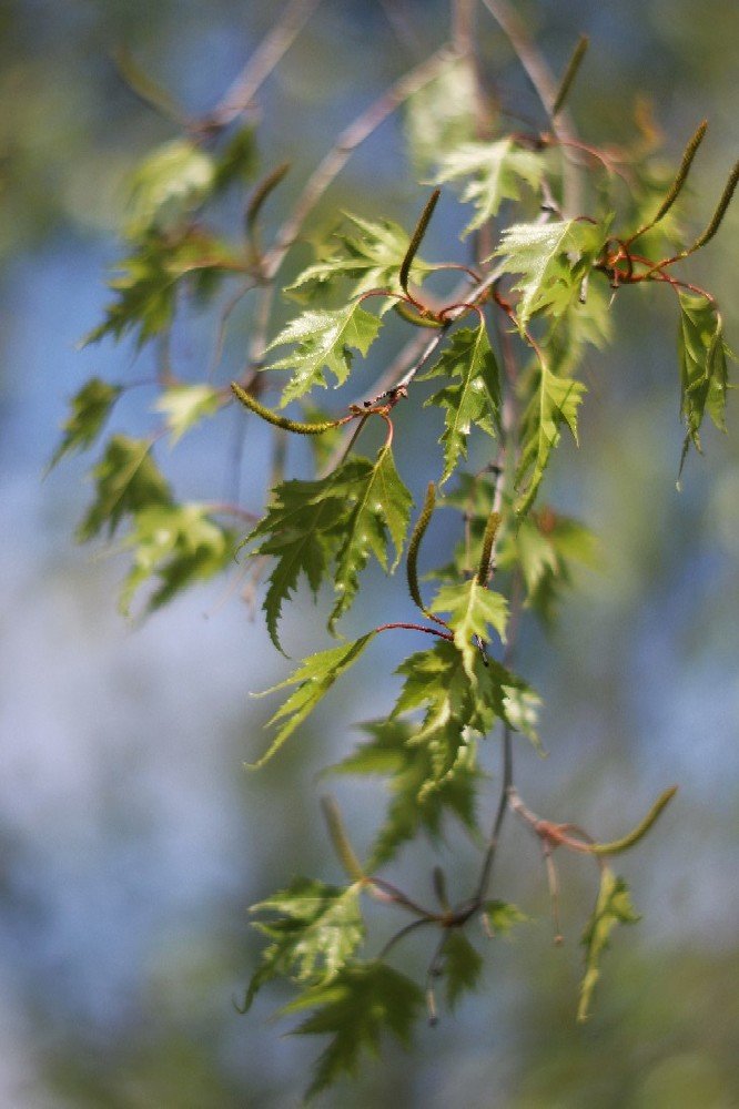 Photograph by Лариса Торопченкова