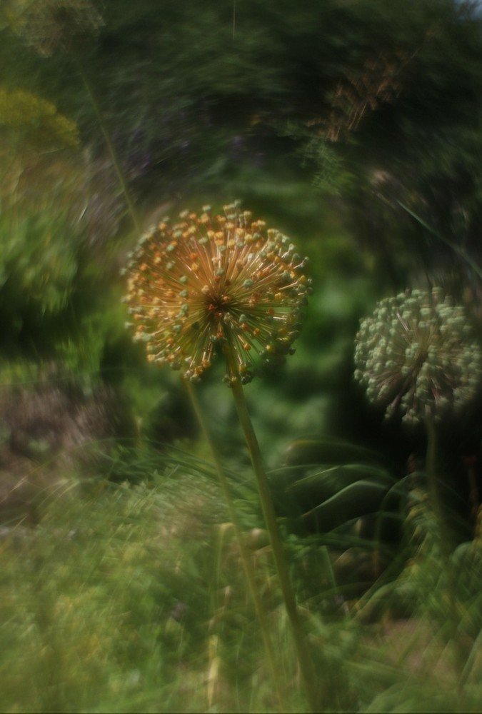 Лук отцвёл...