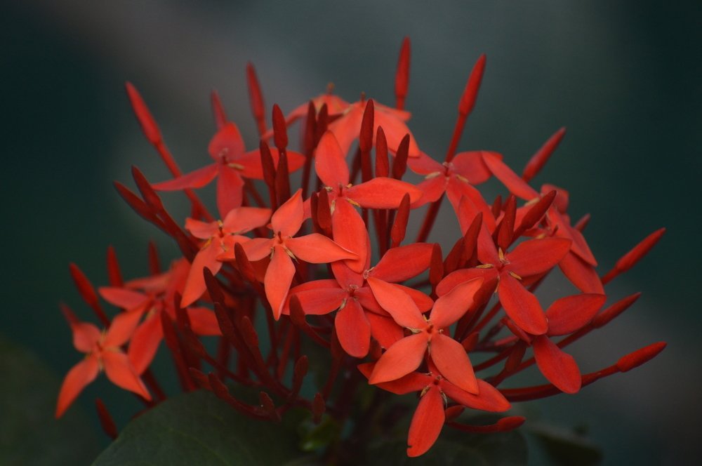 Photograph by Nayan Nandurkar