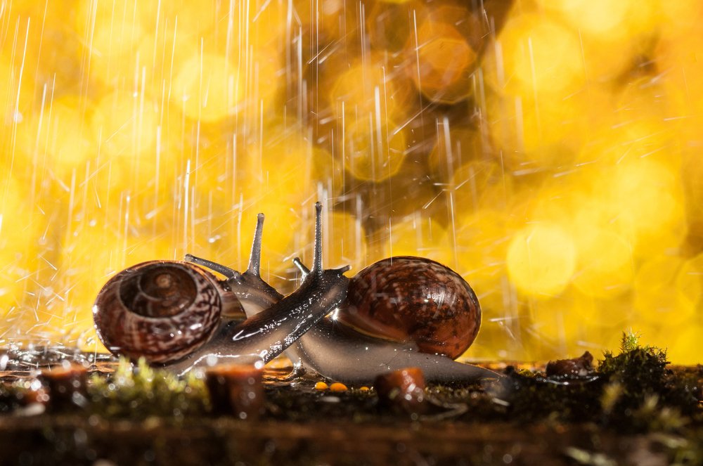 Фотография автора Кирилл Сизов