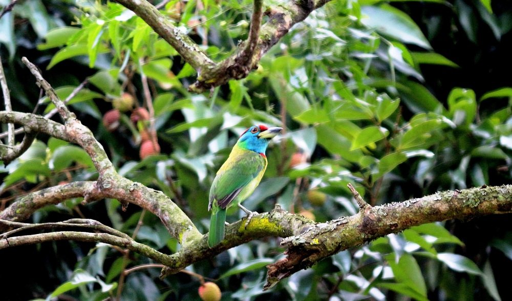 ID: Where is my Subject?