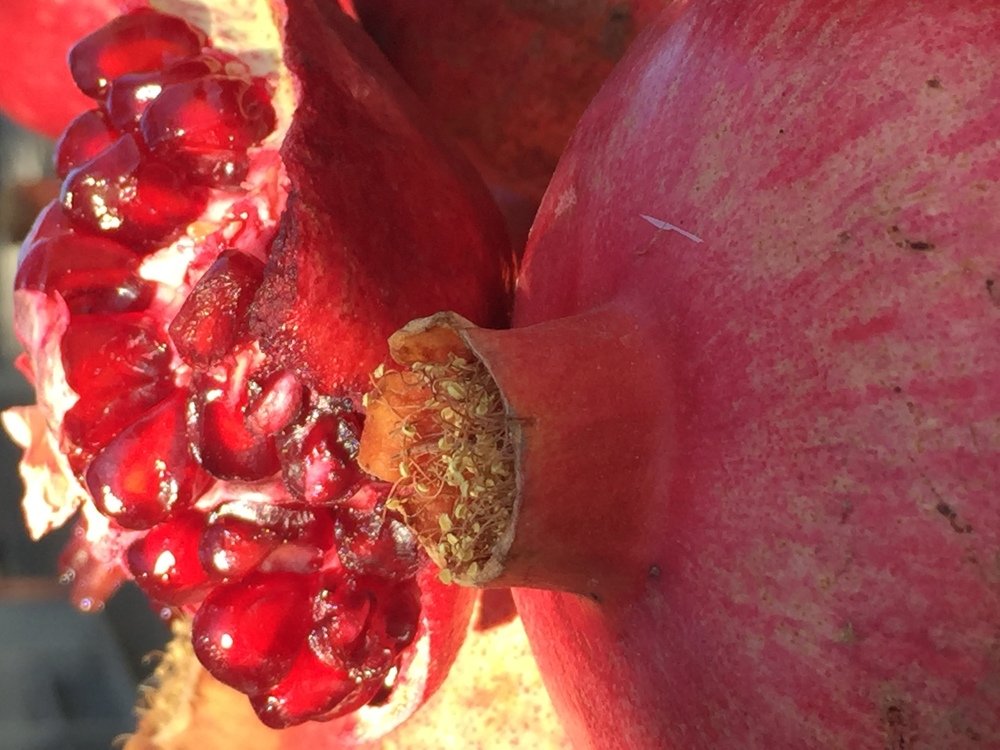 Photograph by Mehrzad Salimi khiati