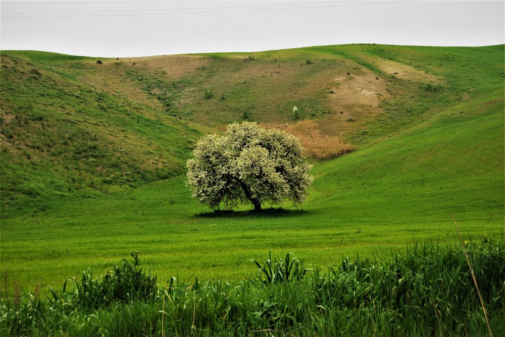 Century-old pear tree - Craco -Italy
