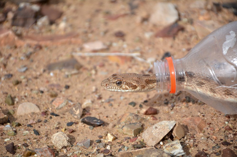 Home made of soda bottles