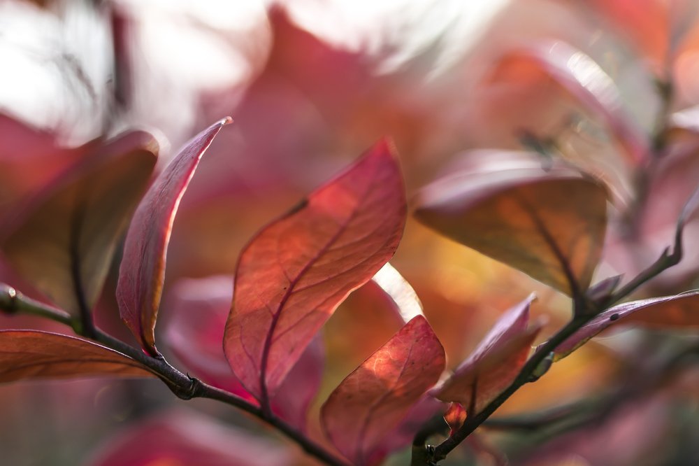 Фотография автора Lujza Stoklas