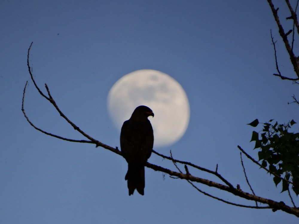 Луна и коршун