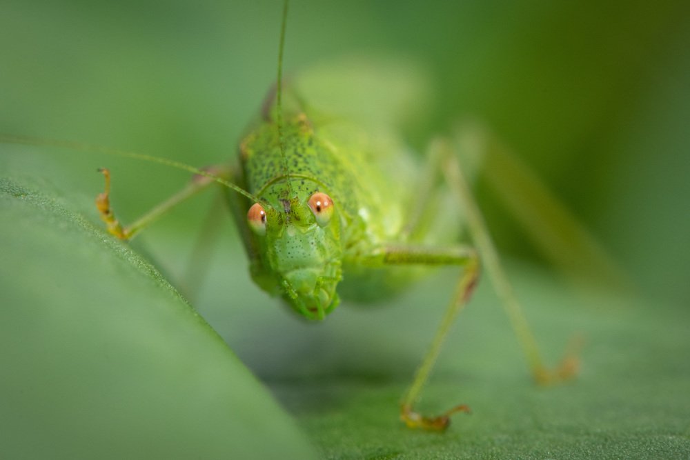 Photograph by Николай Пузанкевич