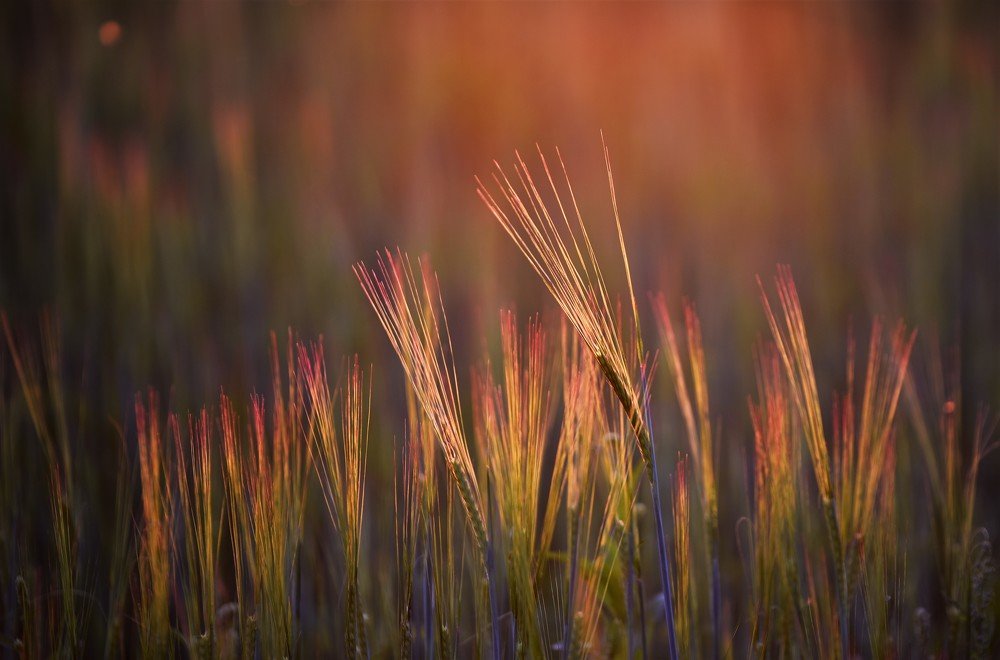 Photograph by Larisa Cekanaviсa
