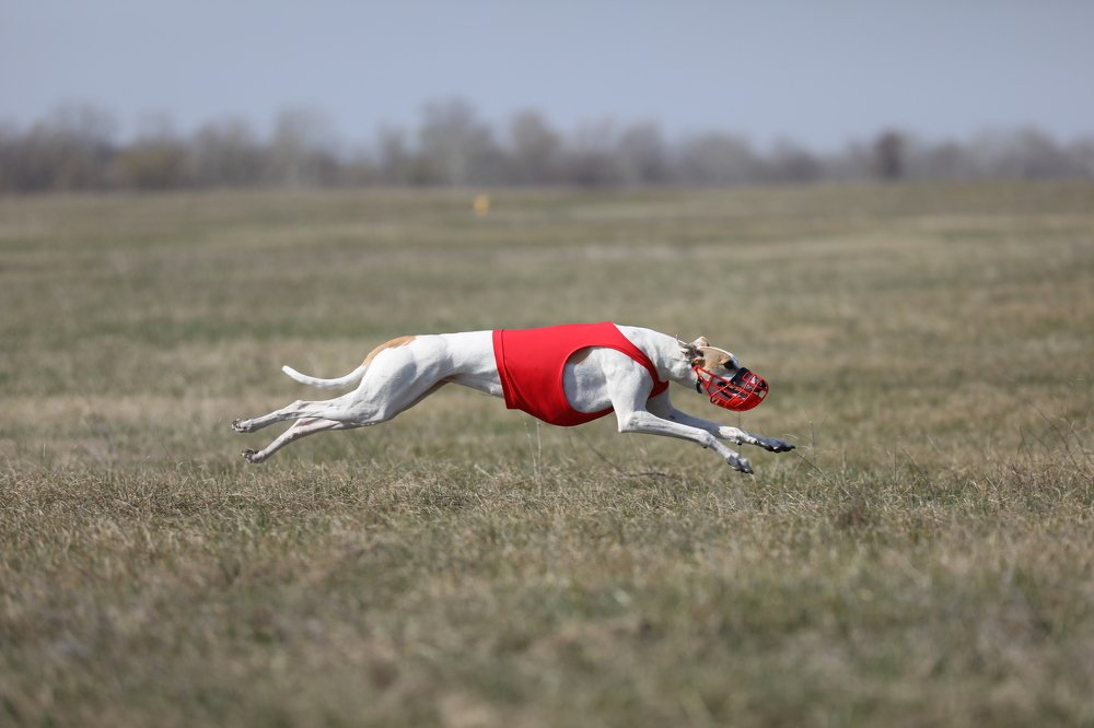 Photograph by Ольга Галецкая