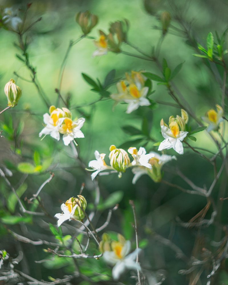 Рододендроны.