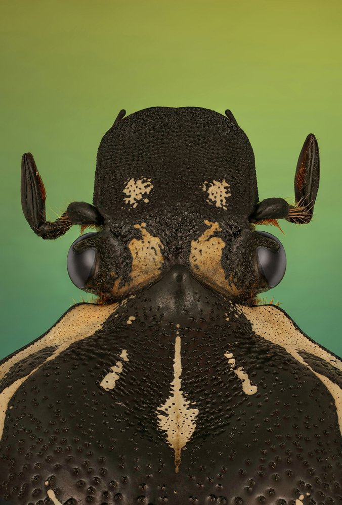 Goliathus Beetle