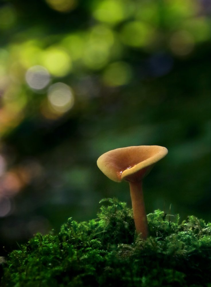 Photograph by Владимир Петрукович