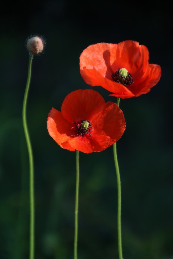 Photograph by Владимир Петрукович